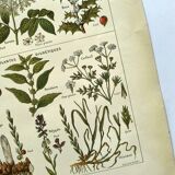 Vintage engraving from 1925 • Sudorific medicinal plants by M. Desse