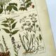 Vintage engraving from 1925 • Sudorific medicinal plants by M. Desse