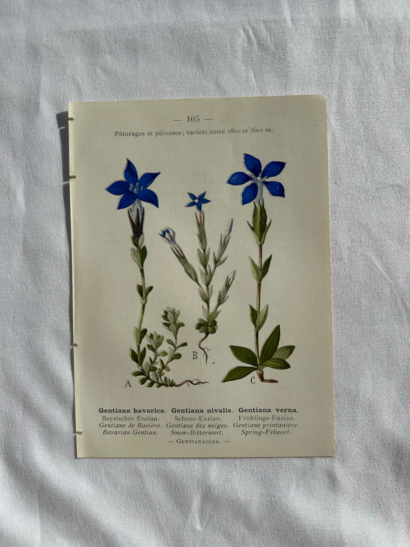 Naturalist Plate – 19th Century Botanical Engraving, Double-Sided
