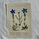 Naturalist Plate – 19th Century Botanical Engraving, Double-Sided