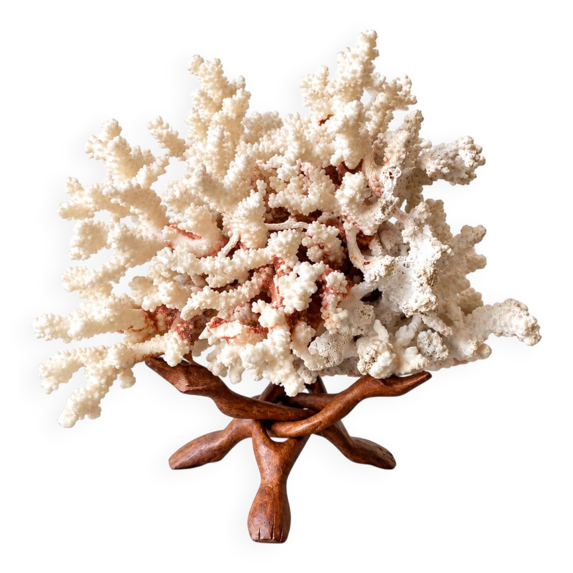 Corail blanc grand modèle 1960 sur bois sculpté