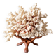 Corail blanc grand modèle 1960 sur bois sculpté