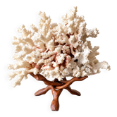 Corail blanc grand modèle 1960 sur bois sculpté