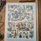 Printed in 1905, the flowers of trees and shrubs