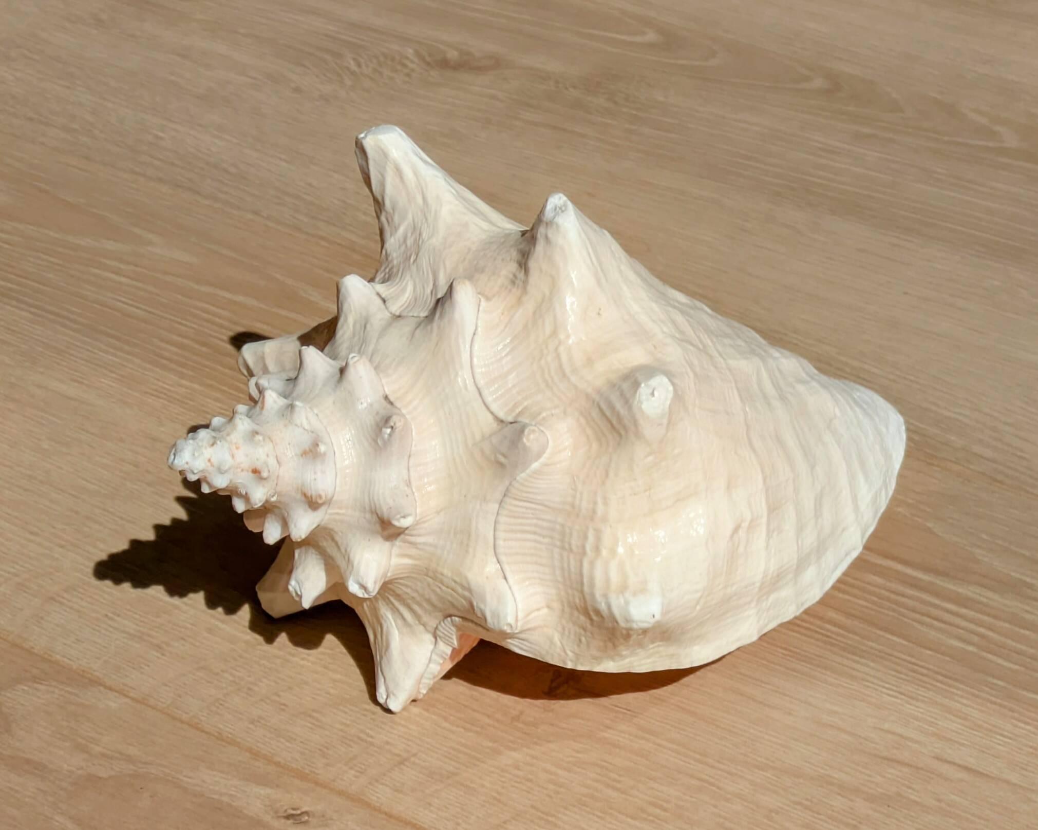 Conch Seashell - Lobatus gigas - 21 cm