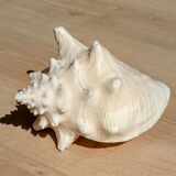 Conch Seashell - Lobatus gigas - 21 cm