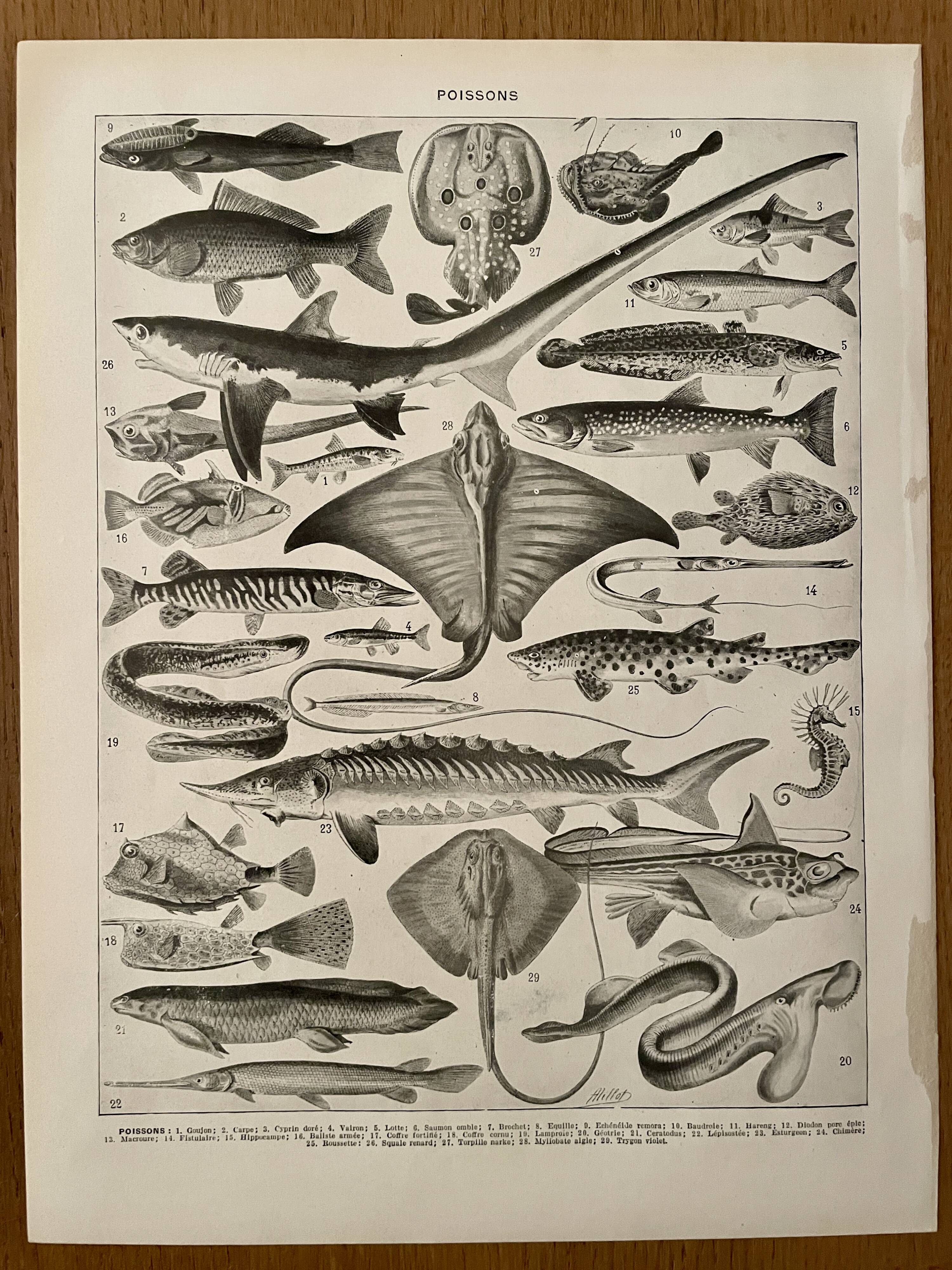Lithographie sur les poissons - 1930
