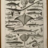 Lithograph on fish - 1930