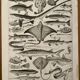 Lithograph on fish - 1930