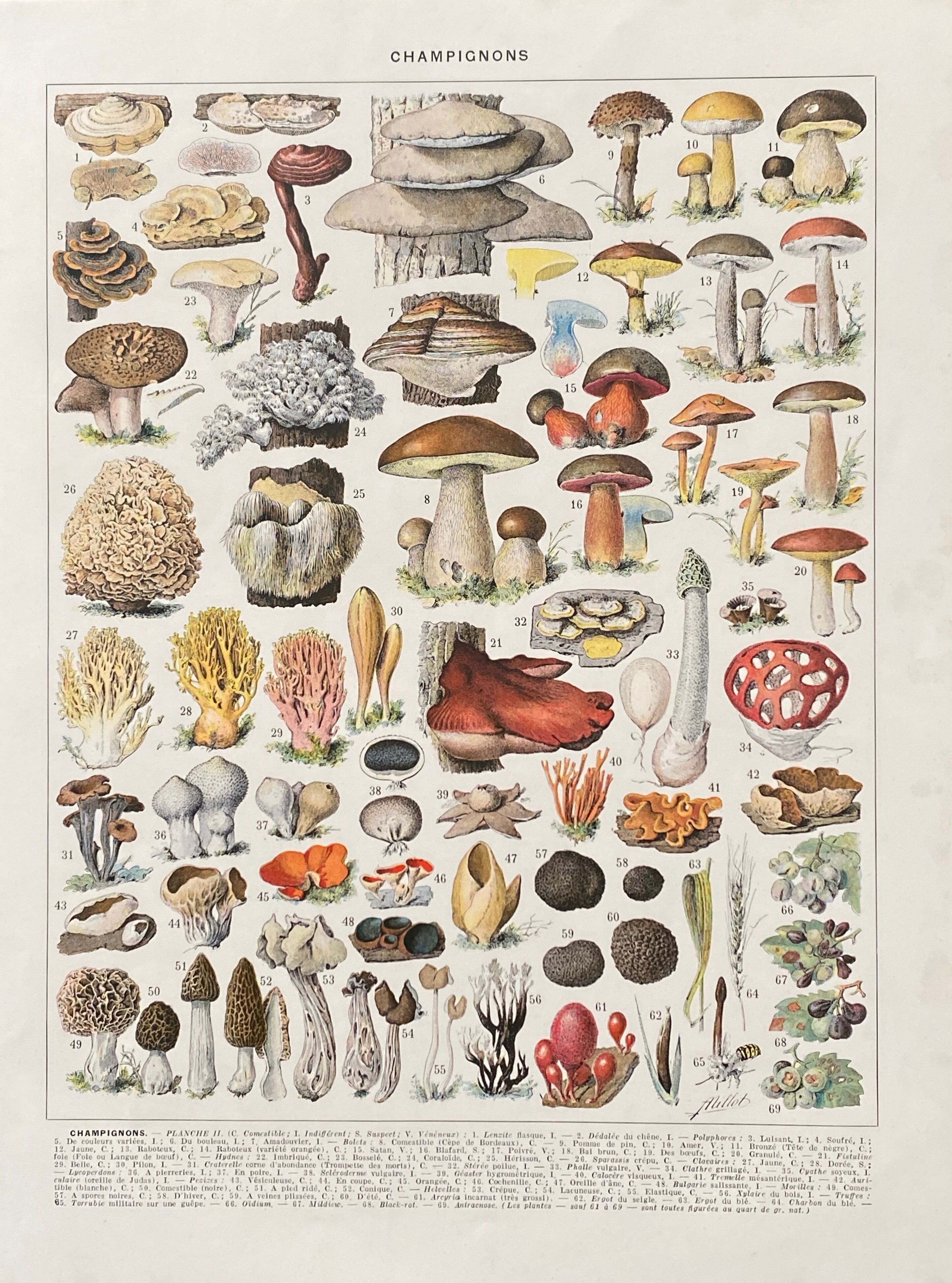Old illustration Millot "Mushrooms"