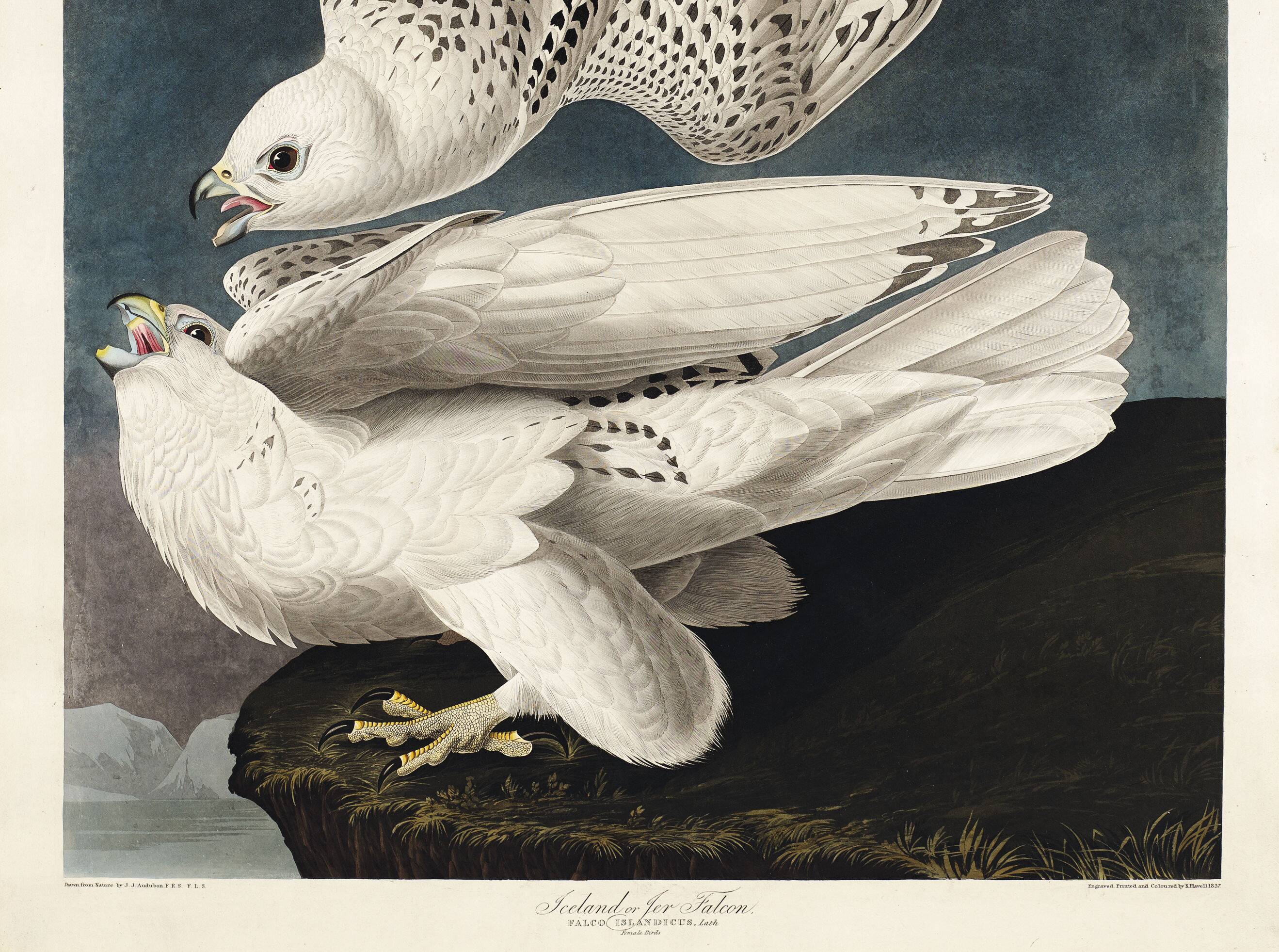 Affiche sur le Faucon gerfaut, d’après une gravure ancienne de 1827.