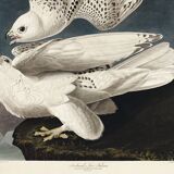 Affiche sur le Faucon gerfaut, d’après une gravure ancienne de 1827.