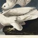 Poster about the Gyrfalcon, based on an old engraving from 1827.
