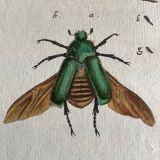 Colorized entomology board: Cetonia