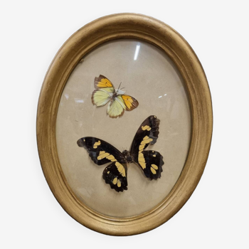 Curved butterfly frame