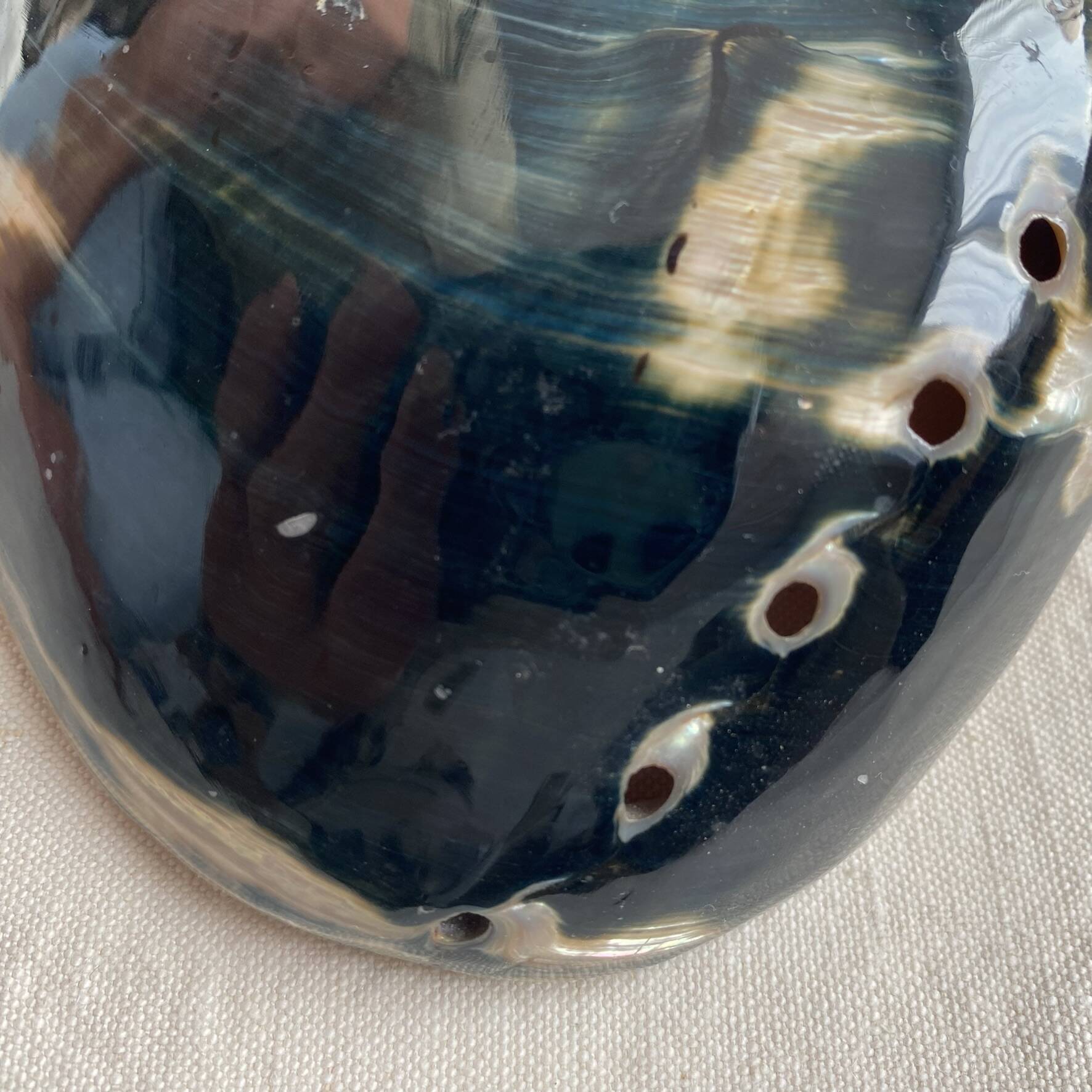 Polished abalone shell, catch-all or decorative object.