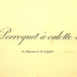 Gravure "Perroquet" fin XIXème