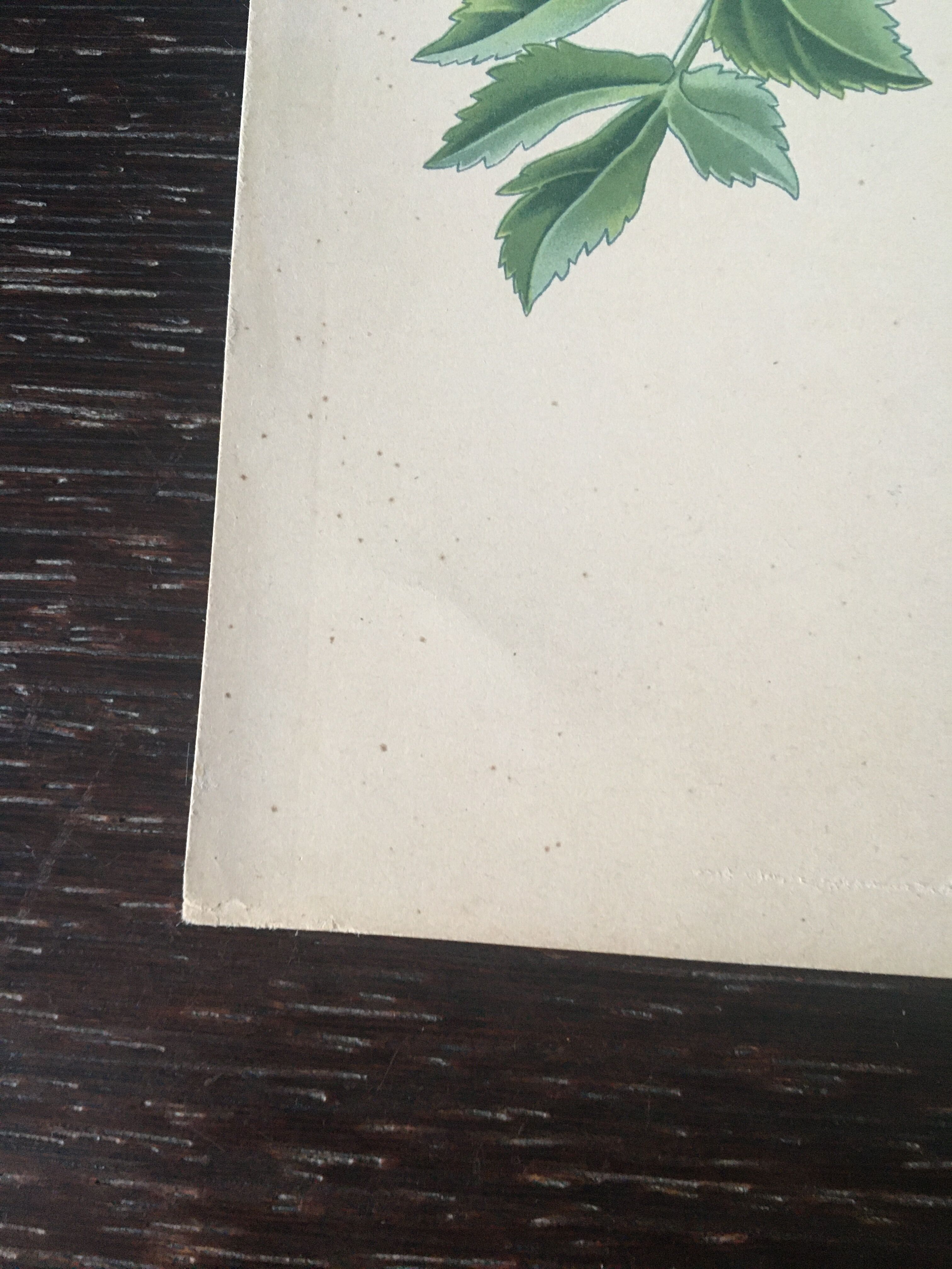 E. botanical plank. Kohler 1887