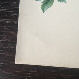 E. botanical plank. Kohler 1887