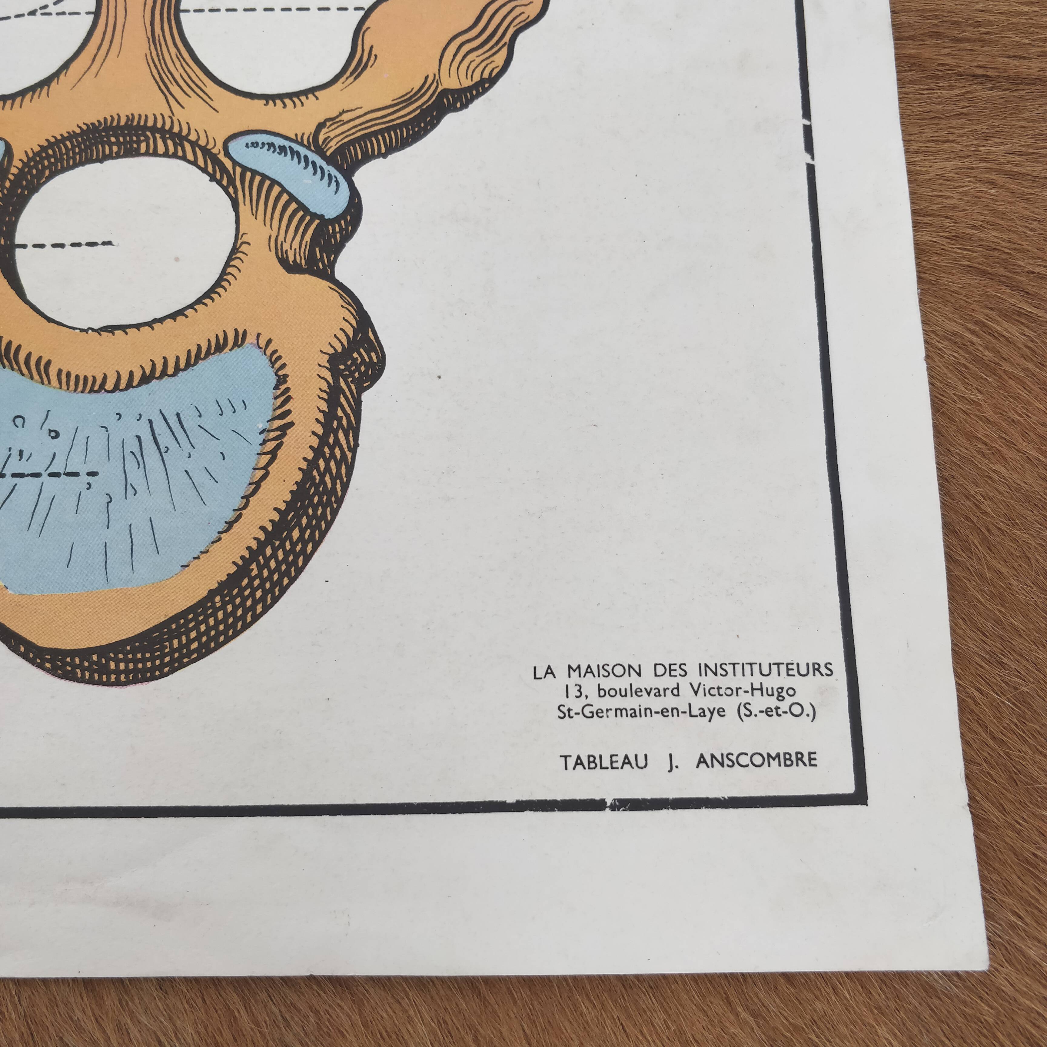 School map and wooden frame MDI Human body