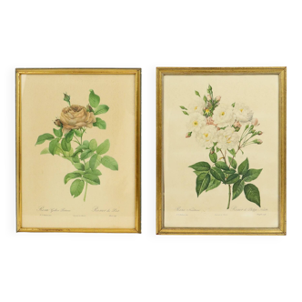 Cartes imprimées botaniques encadrées de roses vintage des années 60 PJ Redoute
