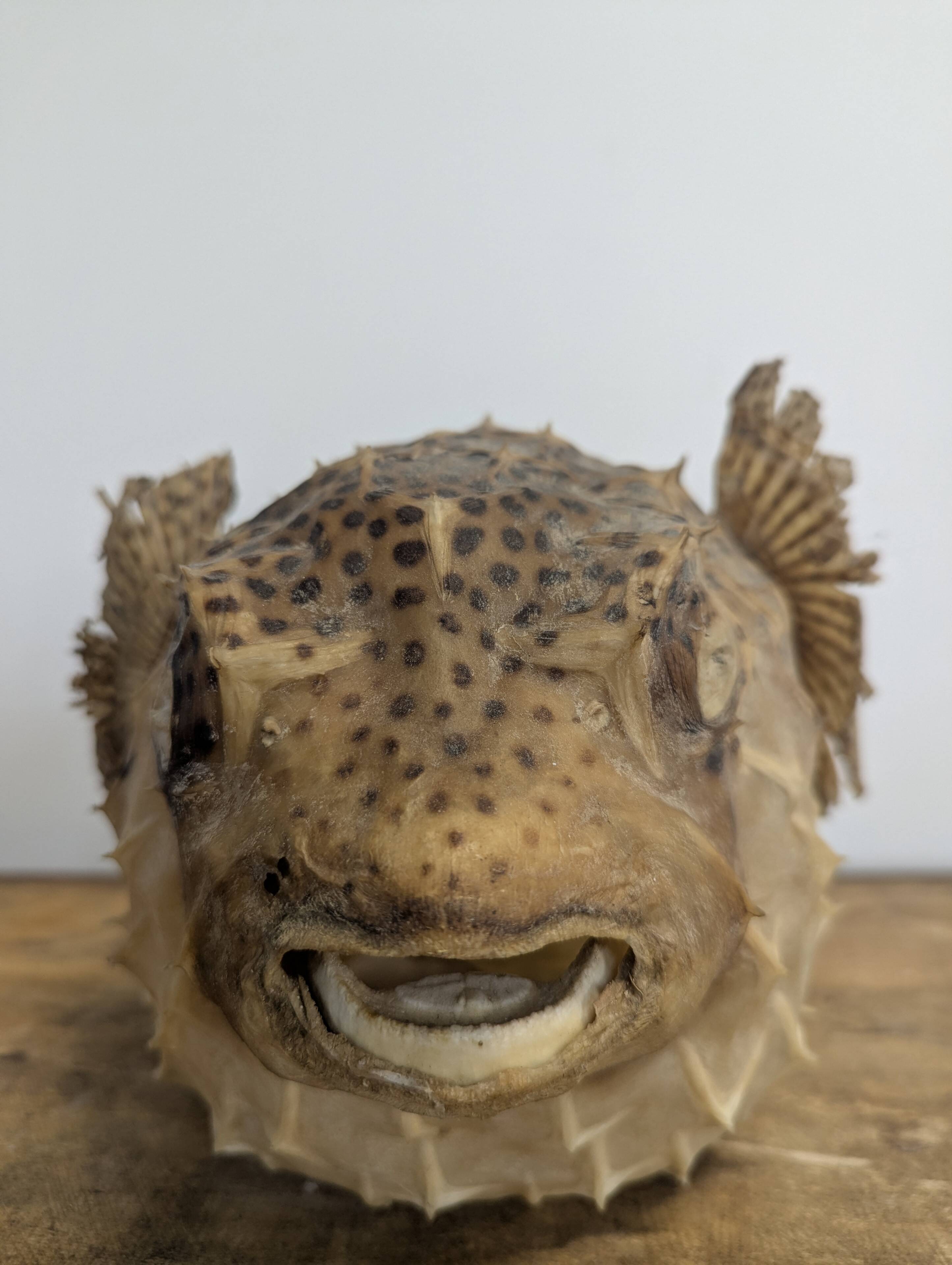 Diodon or taxidermied pufferfish