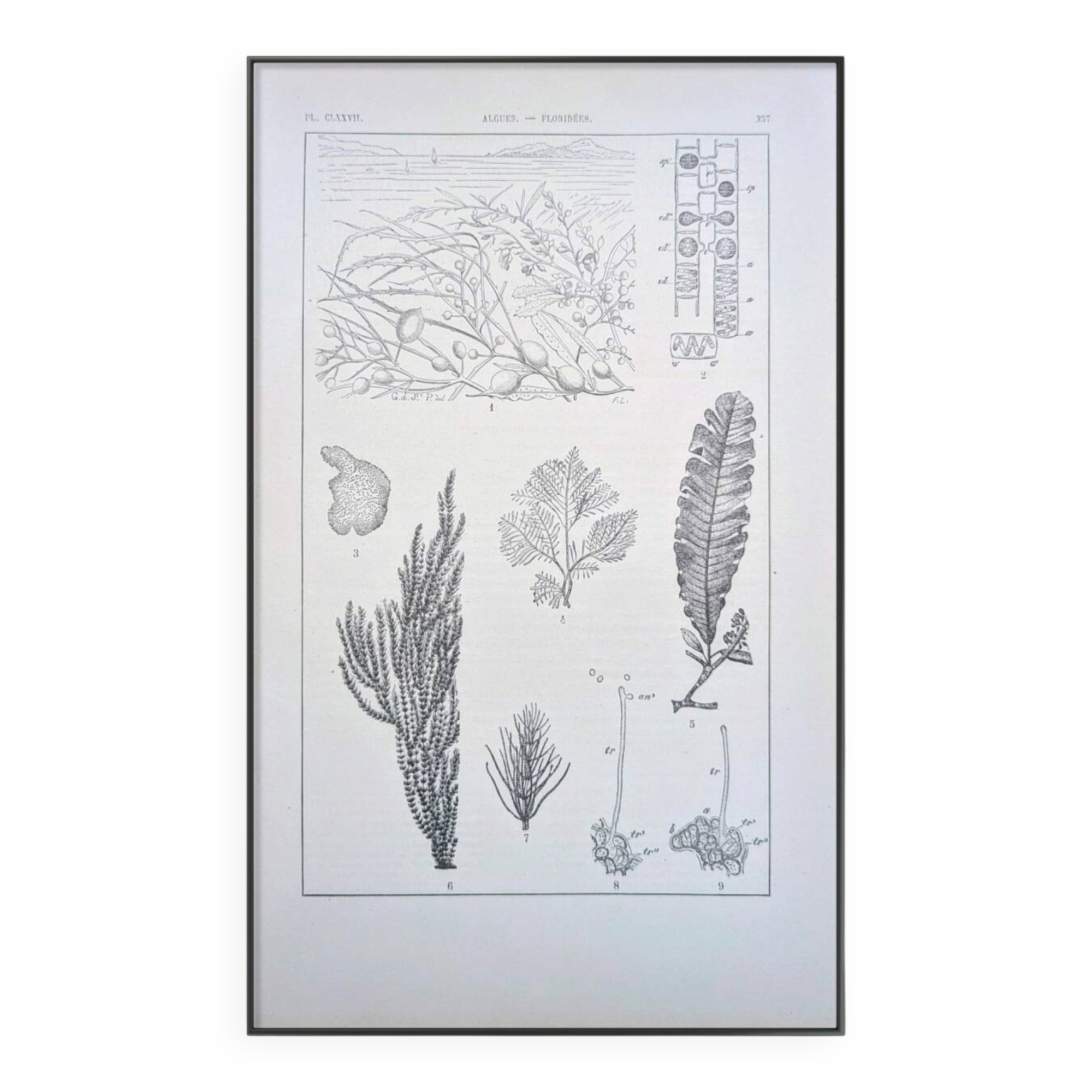 Printed in 1889, algae, florid.