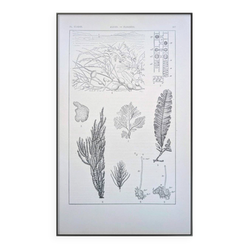 Printed in 1889, algae, florid.