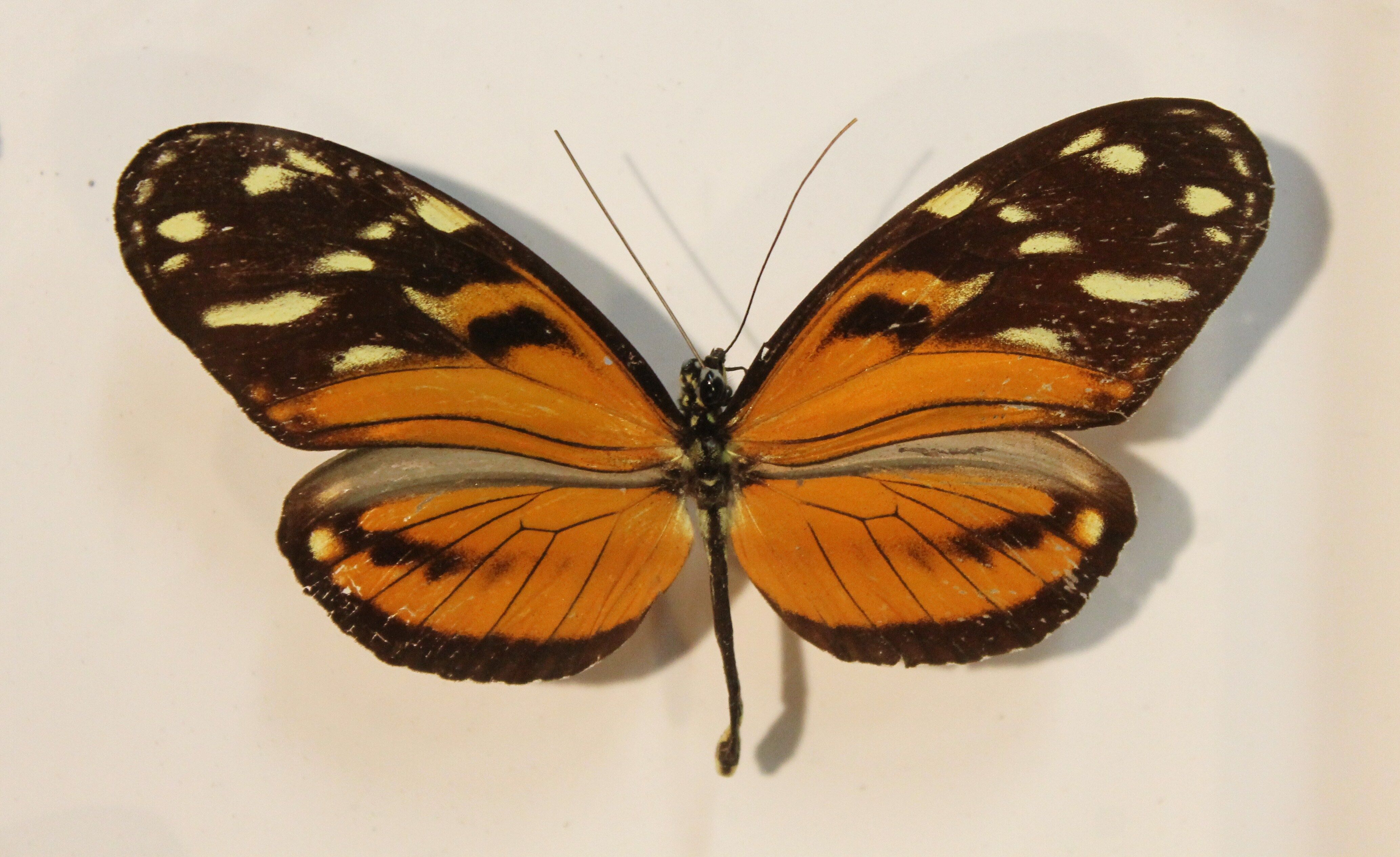 Framework set of 6 butterflies