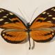 Framework set of 6 butterflies