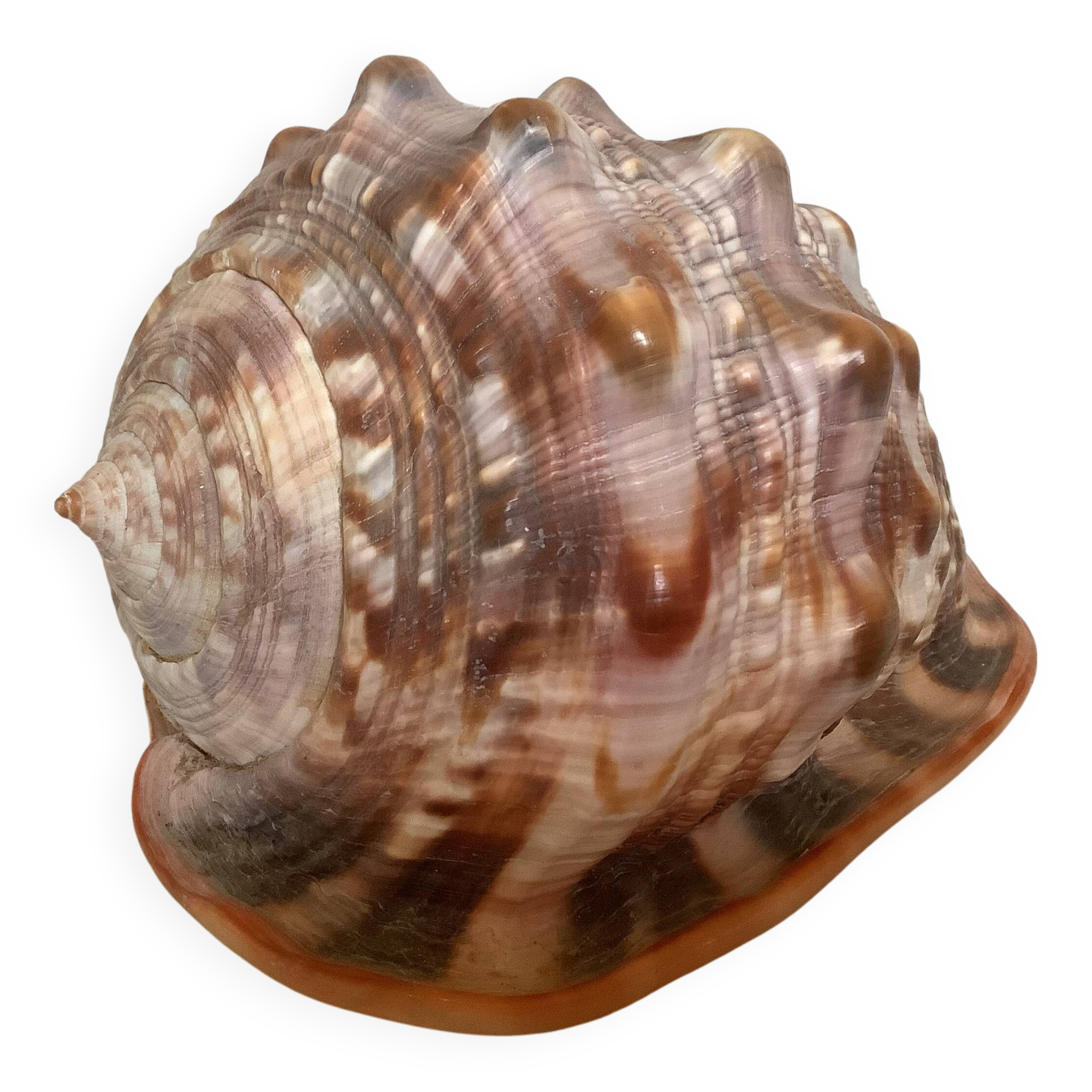 Large shell cypraea cassis rufa red helmet