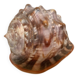 Large shell cypraea cassis rufa red helmet