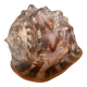 Large shell cypraea cassis rufa red helmet