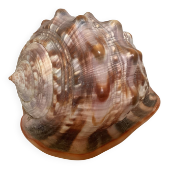 Large shell cypraea cassis rufa red helmet
