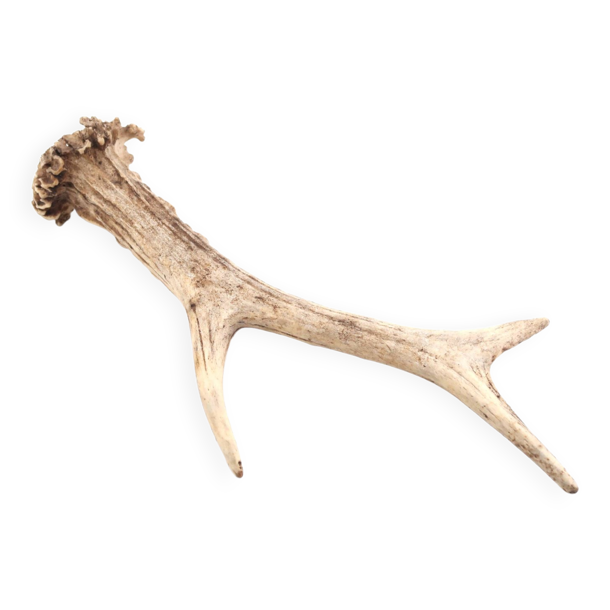 Natural deer antler