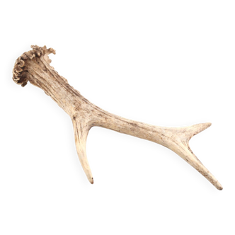 Natural deer antler