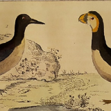 Planche ornithologique originale " Guillemot - Macareux - &c.. Buffon 1837