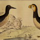 Original ornithological plate " Guillemot - Puffin - &c.. Buffon (1837)