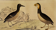 Original ornithological plate " Guillemot - Puffin - &c.. Buffon (1837)