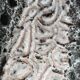 Empty ceramic pocket Fatlava Vallauris 1950