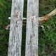 Old garden bench cast iron foot