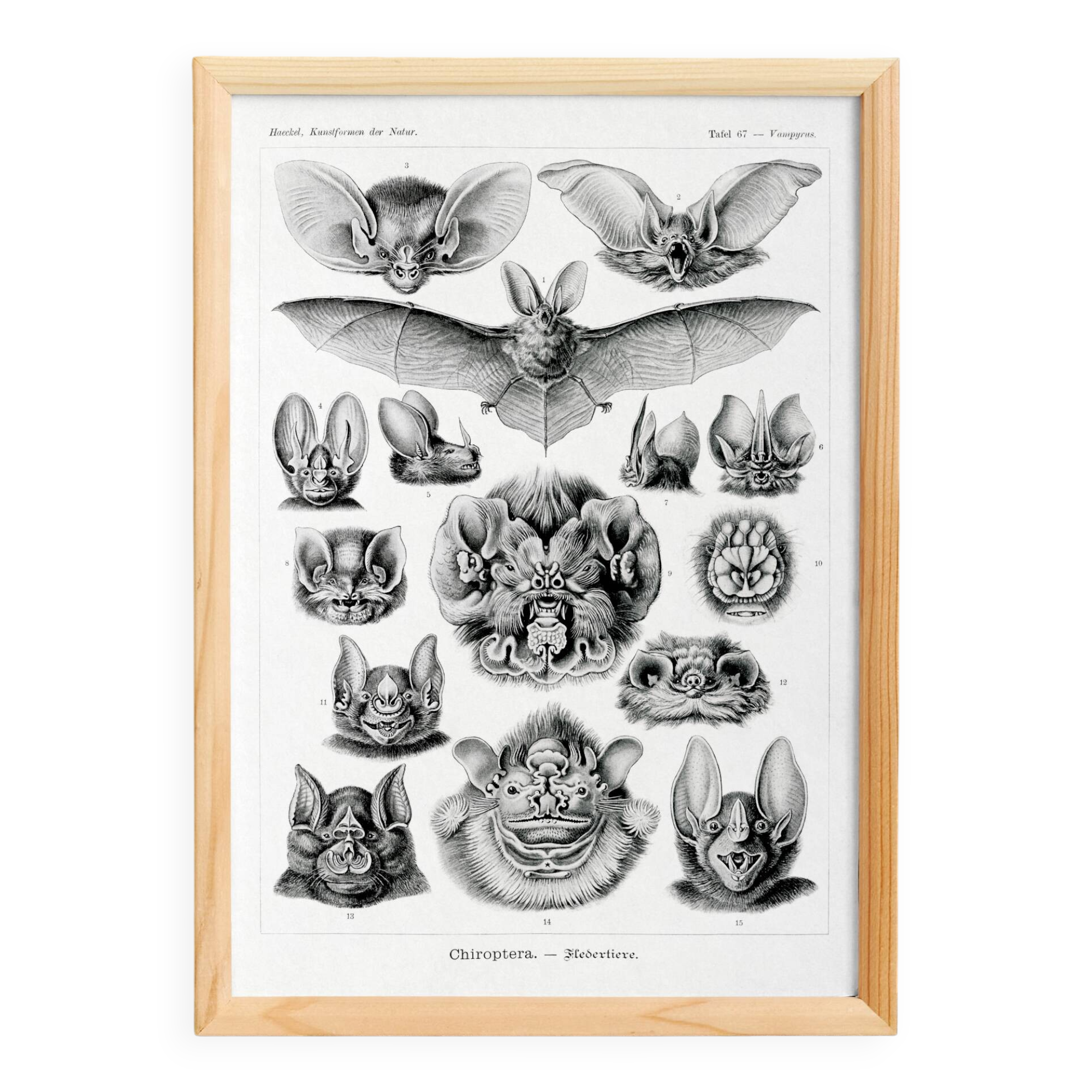 Poster about “bats”, based on an old lithograph from 1904