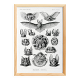 Poster about “bats”, based on an old lithograph from 1904