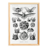 Poster about “bats”, based on an old lithograph from 1904