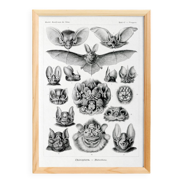 Poster about “bats”, based on an old lithograph from 1904