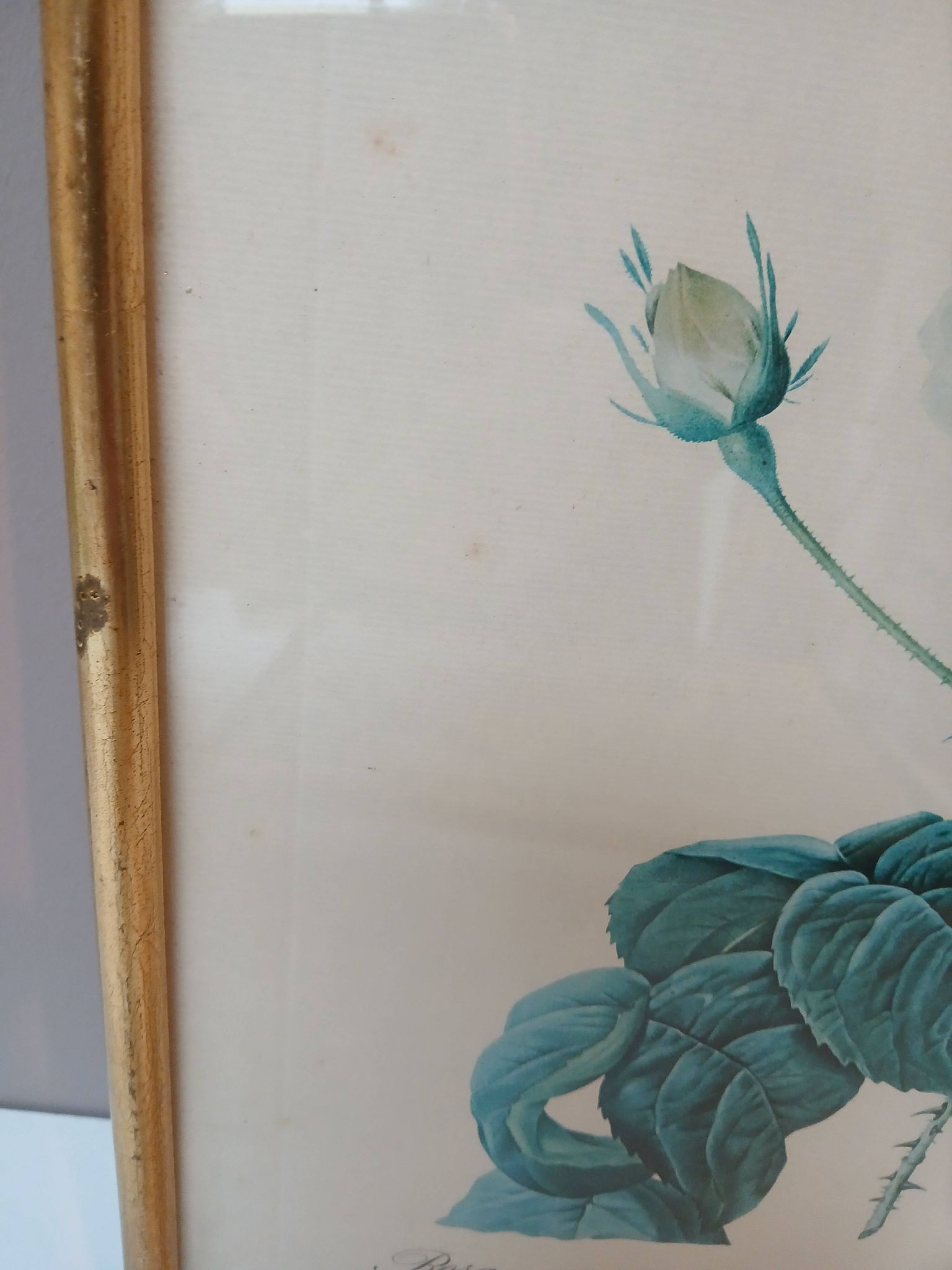 Old frame Rose bush with lettuce leaves PJ Redouté