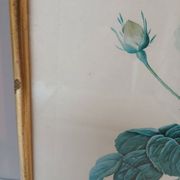 Old frame Rose bush with lettuce leaves PJ Redouté