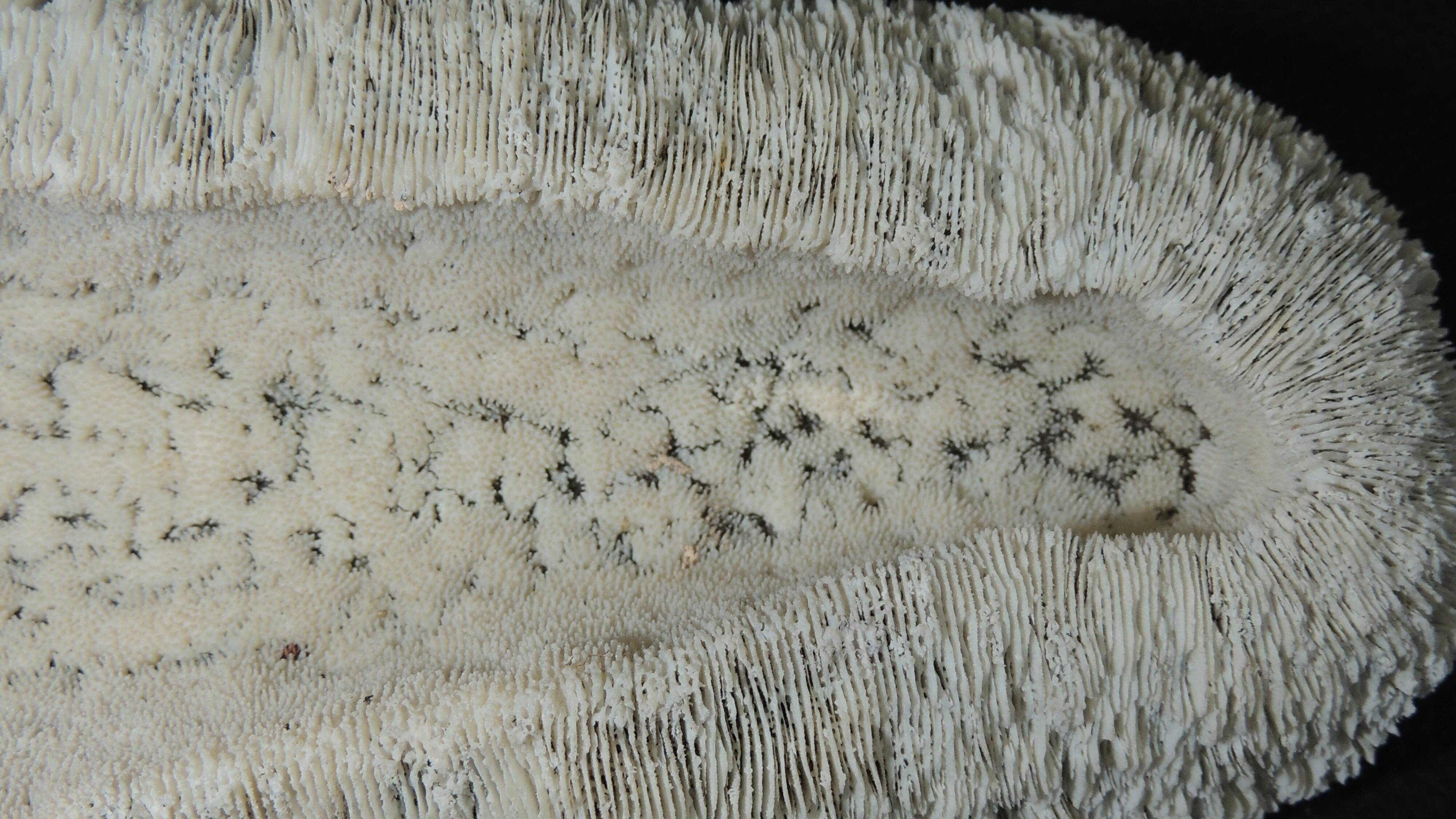 White coral cushion shark, vanuatu, papua new guinea