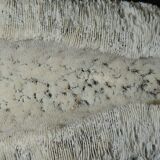 White coral cushion shark, vanuatu, papua new guinea
