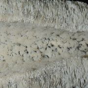 White coral cushion shark, vanuatu, papua new guinea